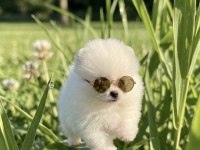Pomeranian Boo Mikro Erkek Ve Teacup Dişi