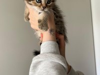 Scottish Fold Bebek