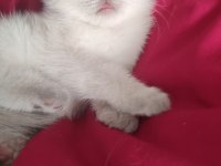Kalite tesadüf değildir a