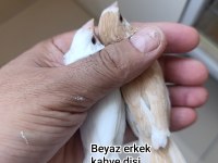 Bengal İspinozu