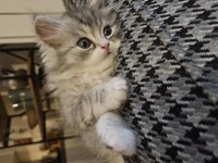 Silver point 2 aylık lokum bebek british longhair