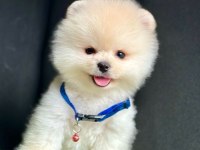 Safkan Pomeranian Boo Bebekler