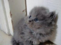 Scottish fold yavru Antalya