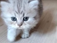 British longhair kedimiz