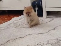 Pomeranian bebişler sıfır boy UYGUN