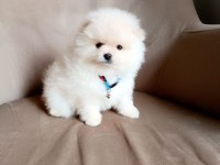 Uysal sevimli oyuncu pomeranian