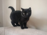 3 aylık erkek british shorthair