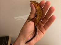 Crested gecko