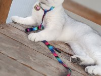 10 aylık british shorthair a kalite