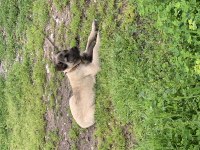 Orjinal Safkan Kangal