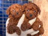 Tatlı poodle bebişler sızı bekliyor