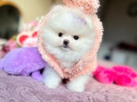 MİNİ BOY POMERANİAN PRENSES