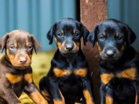 Afacan Doberman bebekler kapıda ödeme mevcuttur