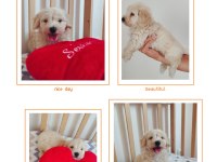 Erkek Maltipoo Yavrumuz