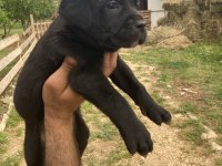 Siyah panter cane corso bebişler