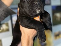 A kalitede estetikli cane corso yavruları mevcut