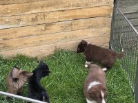 Border Collie Yavrular