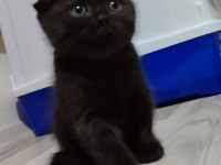 Scottish fold yavrumuz yeni yuvasına gitmeye hazır