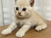 British shorthair 2 aylık