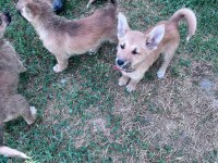 Akita inu yavrularımız 3 aylık