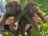 Labrador redriever sevimli yavrular ruhsatlı çiftlik 