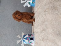 Toy poodle yavrularımız