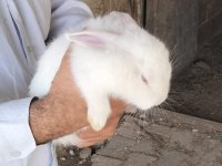 4 adet yeni zelanda