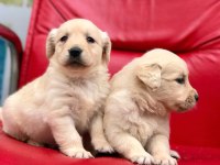 Golden retriever yavrularımız