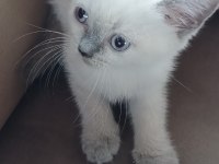 British shorthair yavrularımız