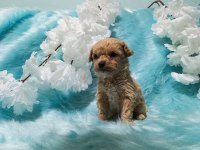 Güzel poodle yavrularımız yeni yuvalarını arıyor