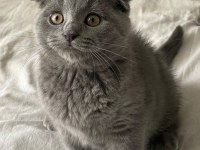 Minik scottish fold oğluşumuza yuva arıyoruz