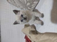 Blue point british shorthair
