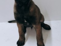 Yavru belçika malinois belçika kurdu