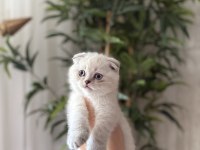 SCOTTISH FOLD YAVRULARIM 