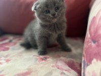 Safkan scottish fold