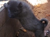 ORJİNAL DEV KANGAL YAVRULAR