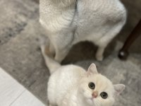 3 aylık british shorthair eşsiz renk