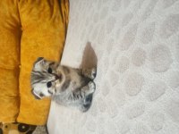 Sahiplendirilecek scottish fold