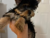 Miniminik bir yorkshire terrier kız