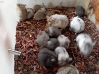 Aynı Gün Adrese Teslim Hamster Yavru ve Setleri