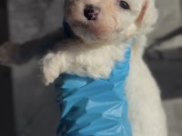 Kore Maltipoo yavruları