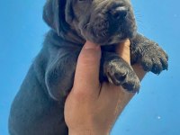 Cane corso dişimiz