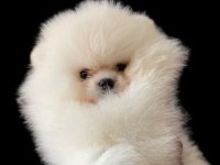 BEBEK SURAT POMERANİAN