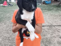 Kırma terrier anneden 5 tatlış yavru