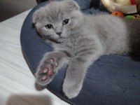 Scottish fold yavru