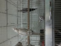 2 takım sultan papağanı