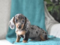 MİNİ DACHSHUND BEBEKLER ÇİFTLİĞİMİZDEN A KALİTE
