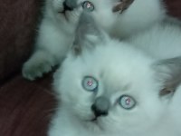 Blue point ve scottish fold yavrular 7 tane