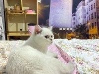 Maviş scottish straight pamuk prens