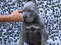 Fcı-Kıf Secereli Safkan Cane Corso Yavrular
